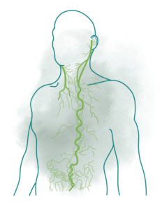 Illustration of vagus nerve branches